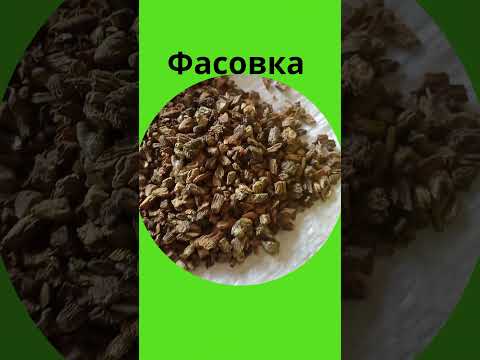 Лопух корень (1 кг) - фото 1 - id-p2456026919