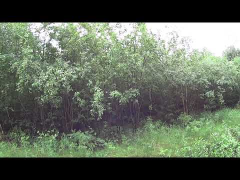 Metsolan metsäkoulu 159 - Onko järkee vai ei