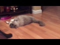 Cat Wrestling Ragdoll Vs Tuxedo