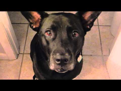 Happy Birthday Tuxedo!