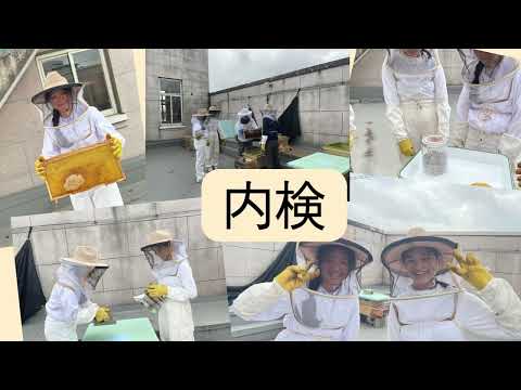 商学科 聖心女子学院 みこころミツバチプロジェクト ショートムービー2025