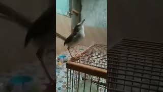 Download lagu ciblek sawah / prenjak sawah gacor ngebren panjang mp3