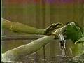 Sesame Street News Flash Suzanne Farrell S Body