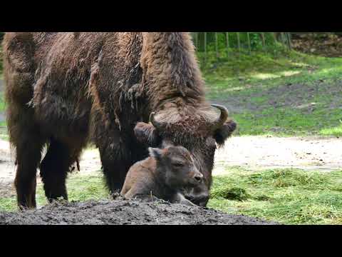 Tierporträt: Wisente im Zoo Rostock