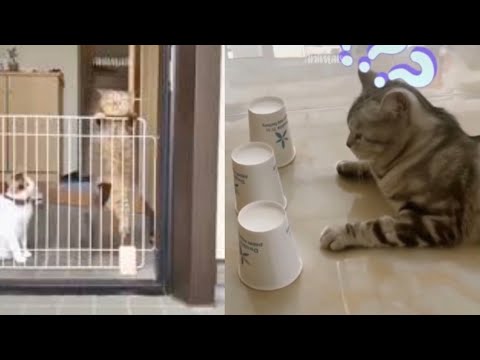Cute and Funny Cat Videos Compilation #21 | Animals | Baby Cats | R Shahariya