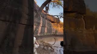 MISSED THE MARK! Leopard Overjumps Mandrill and Plummets into a Water Hole