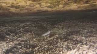 preview picture of video 'Lake Diving - Blue Lagoon Huntsville Texas, June 7 2014'