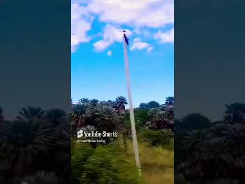 Campos de palmares en AMBUL, TRASLASIERRA, CÓRDOBA, ARGENTINA#ambultraslasierras