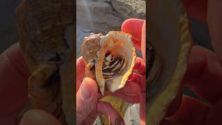 Holy seashells 🤯 X-Finds