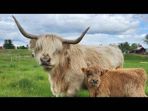 The Highland Cows of Heritage Oak Farm in Maine