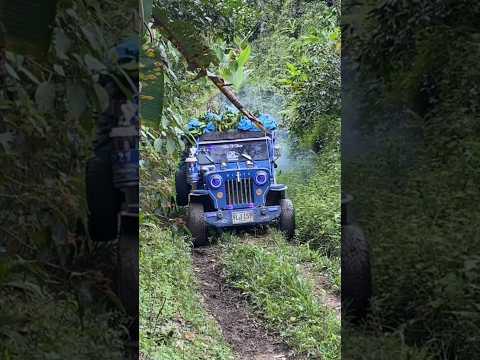 el clásico #jeep #willys  cargado de plátano por las trochas de El Cairo valle del cauca Colombia
