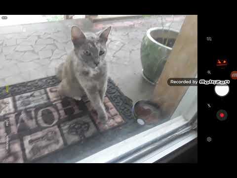 There is a stray cat outside my front door!!!!!! | what should I do!?!?!?!?!?!?!? | cat review.... |