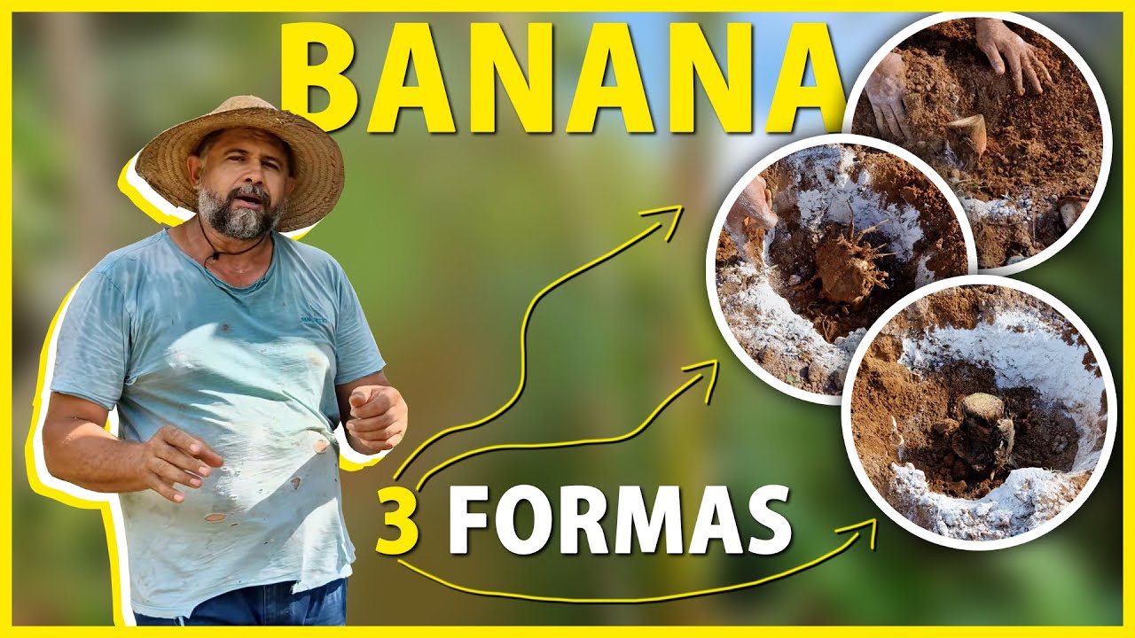 Como plantar banana te ensino 3 formas