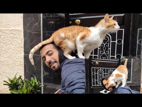 When You Feed A Stray Cat Every Day, It Will Love You Madly.