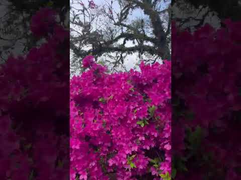 Azaléias em São Pedro do Sul