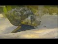 Hermit Crabs Steal A New Home Blue Planet BBC Earth
