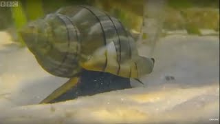 Hermit Crabs Steal A New Home | Blue Planet | BBC Earth Hermit Crabs Steal A New Home | Blue Planet | BBC Earth