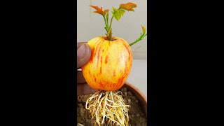 Unique skill Apples growing fast eggs and aloe vera, how to grow Apple trees
