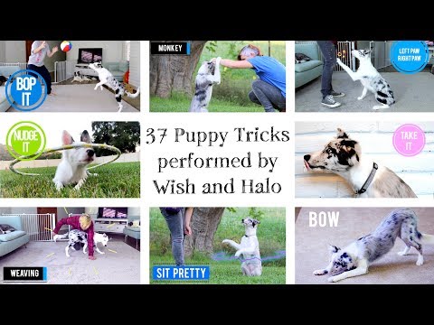 What is Clicker Training