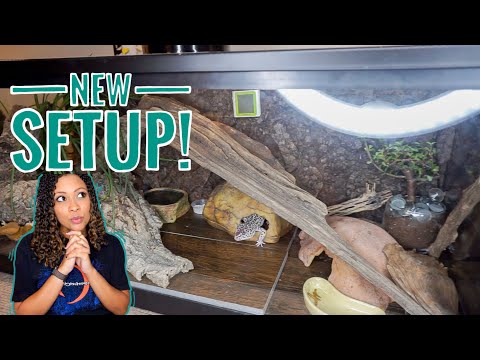 Leopard Gecko Setup // Updates on Percy