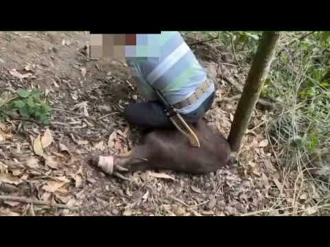 南勢獵人狩獵過程發現獵捕到的母山羊已懷孕，依循泰雅族gaga將已捆綁保定獵物帶回原處，最後平安釋放