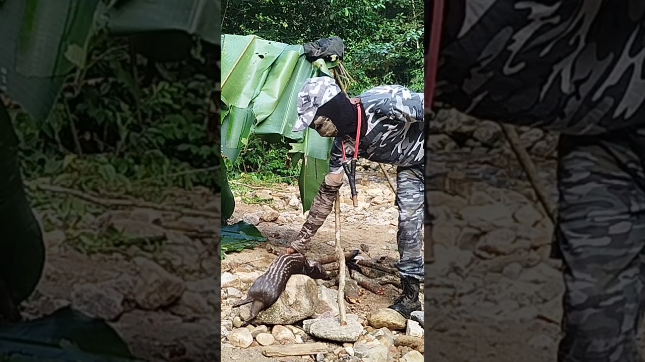 Con esta trampa 🪤 pueden capturar  paca.