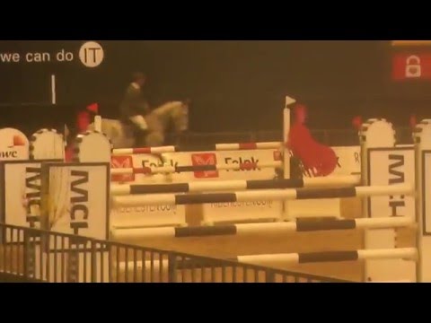 8 years old gelding by Cayado x Aloube Z