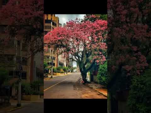 LAJEADO / RIO GRANDE DO SUL