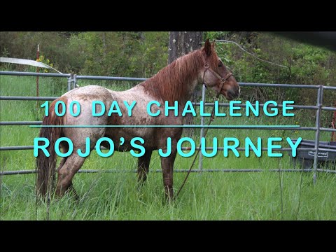 100 Day Mustang Makeover - Rojo’s Journey