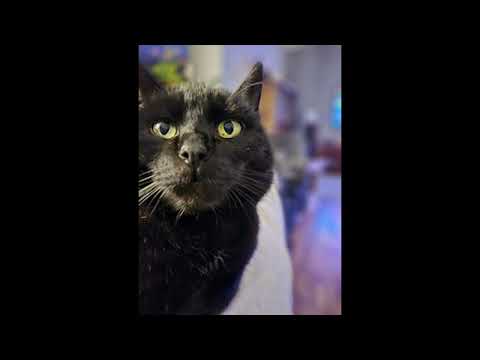 ive seen footage x love (death grips x kendrick lamar)