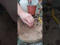 How To Grow A Plum Tree From A Seed