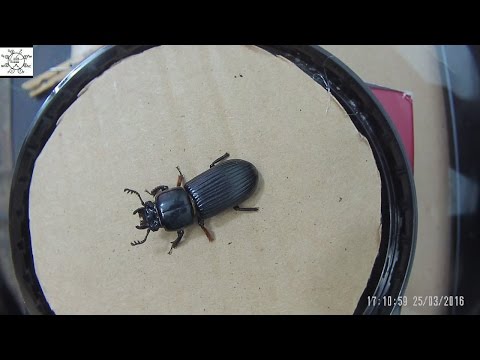 download lagu mp3 mp4 How To Get Rid Of Black Beetles, download lagu How To Get Rid Of Black Beetles gratis, unduh video klip How To Get Rid Of Black Beetles