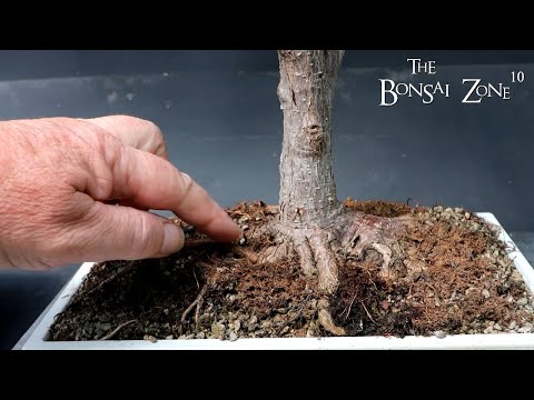 ficus 쉬르 Ficus Sur - : 최신 백과사전, 뉴스, 리뷰 및 연구 Ficus 쉬르 Ficus Sur - : 최신 백과사전, 뉴스, 리뷰 및 연구