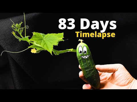 CUCUMBER Plant Growing TIME LAPSE - Seed to Harvest