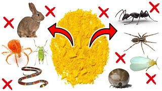 Sulfur: Your Powerful Weapon Against Relentless Pests - ANTS, APHIDS, SPIDERS, MITES, WHITEFLIES.