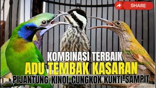 Download lagu MASTERAN IDAMAN JURI!! CUNGKOK KUNTI SAMBUNG TEMBAKAN PELATUK SAMPIT - JERITAN KINOI DAN PIJANTUNG mp3 Download lagu MASTERAN IDAMAN JURI!! CUNGKOK KUNTI SAMBUNG TEMBAKAN PELATUK SAMPIT - JERITAN KINOI DAN PIJANTUNG mp3