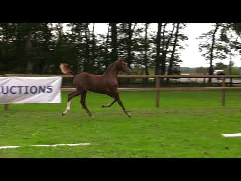 48 Nico - Henkie x Sirius