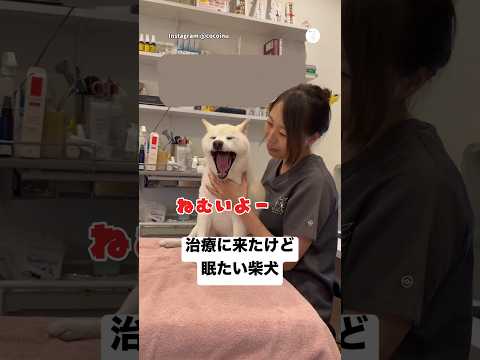 眠たいけど先生のことが大好きな柴犬🐶　　#柴犬　#犬　#いぬ　#可愛い犬　#犬のいる暮らし
