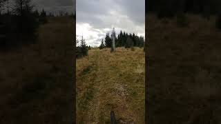 Bøåsen tilbake til Bøseter #emtb #sworks #turbolevo