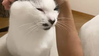 伏せしたら