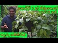 පදුරු ගම්මිරිස් ගම්මිරිස් වගාව බට් ග�