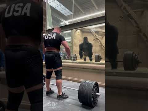 Gorilla Easily Beats Bodybuilder’s 150kg Deadlift — Crazy Zoo Moment!