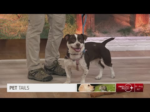 Pet Tails: Meet 'small but mighty' Tank - YouTube