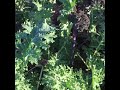Kale Many Kinds And So Delicious
