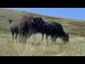 Montana Buffalo Mating Season