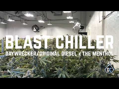 Blast Chiller Strain