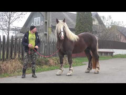 Armasarul lui Gabor de la Voitinel, Bucovina - 2018