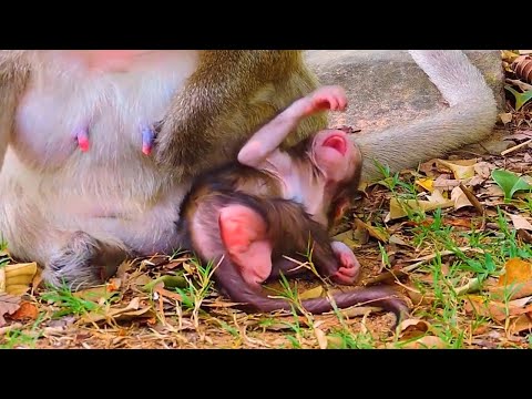 1M Views Monkey and 4 more