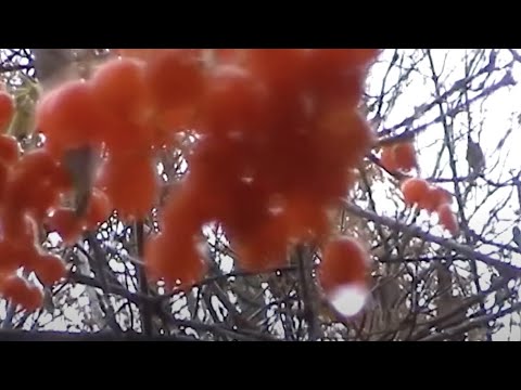 IOKOI - Tales Of Another Felt Sense Of Self - Episode 3