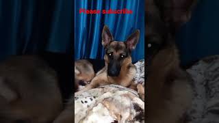 Sound That Make Dog Tilt Head Left &amp; Right